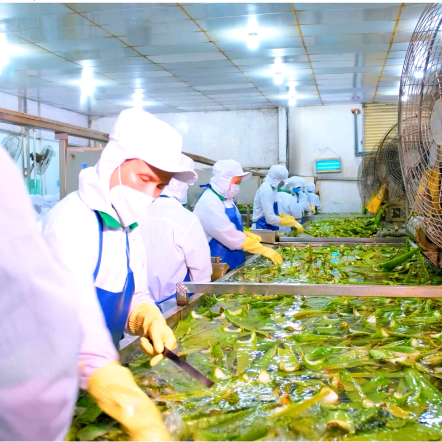 aloe vera drink market trends